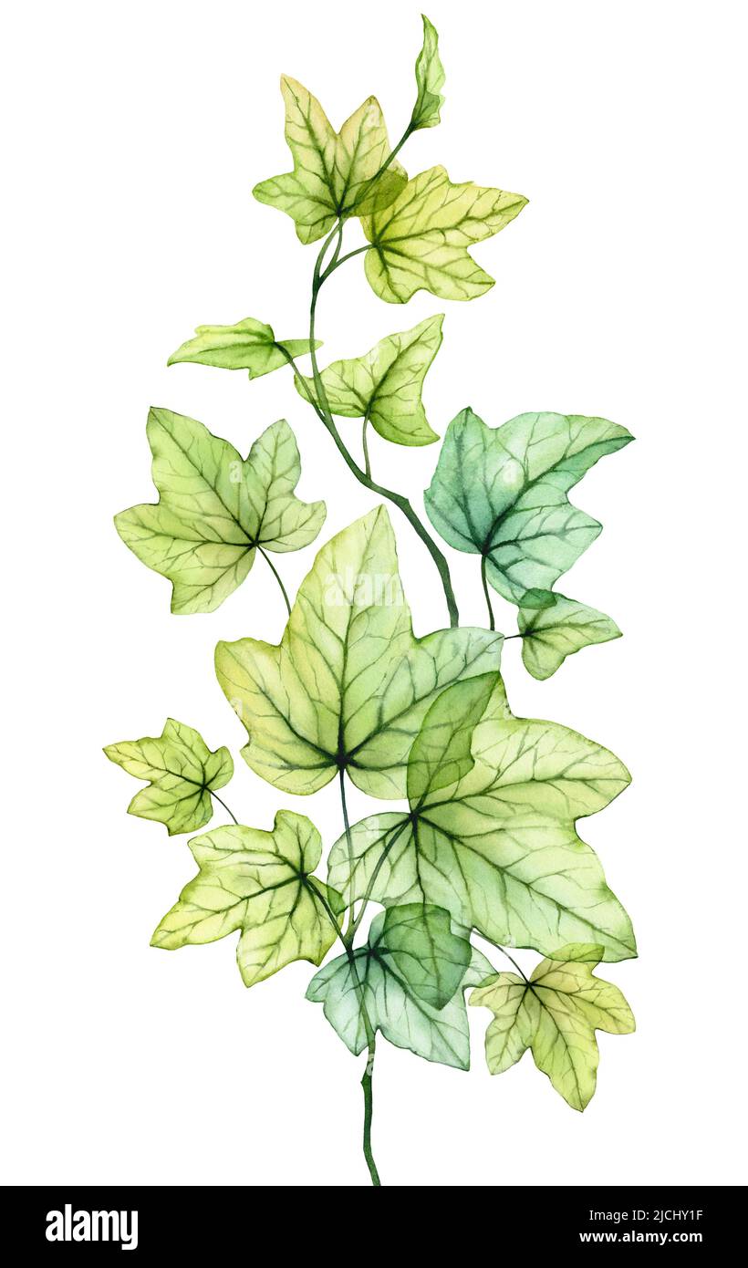 Aquarell transparente Blätter in vertikaler Zusammensetzung. Englische Efeu-Pflanze. Frisches Traubenlaub isoliert auf Weiß. Realistisch detailreich botanisch Stockfoto