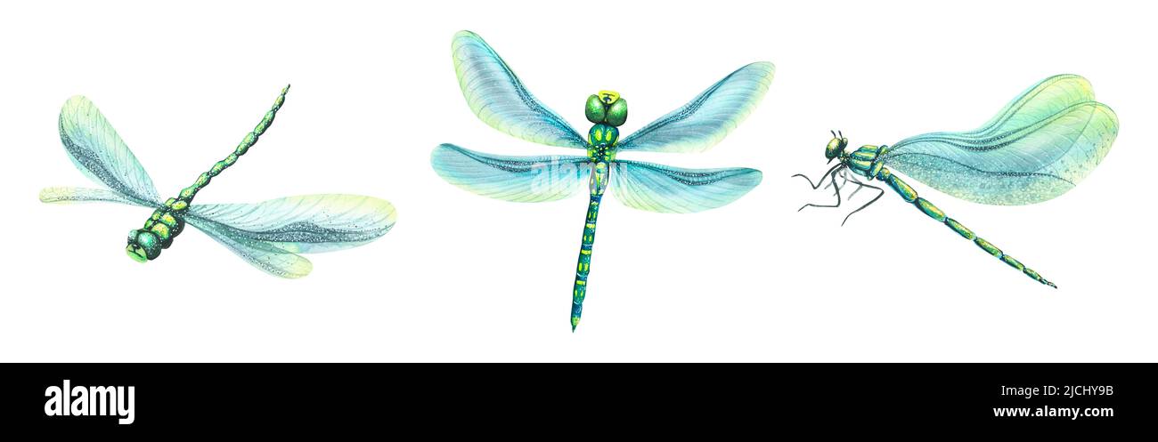 Eine Reihe von wunderschönen blauen Libellen. Aquarelldarstellung. Für Dekoration, Design, Komposition, Postkarten, Plakate, Broschüren, Souvenirs Muster PR Stockfoto