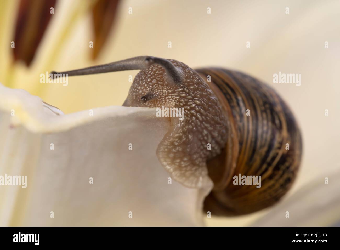 Makrodetail einer gewöhnlichen Schnecke, die eine Blume im Garten verschlingt Stockfoto