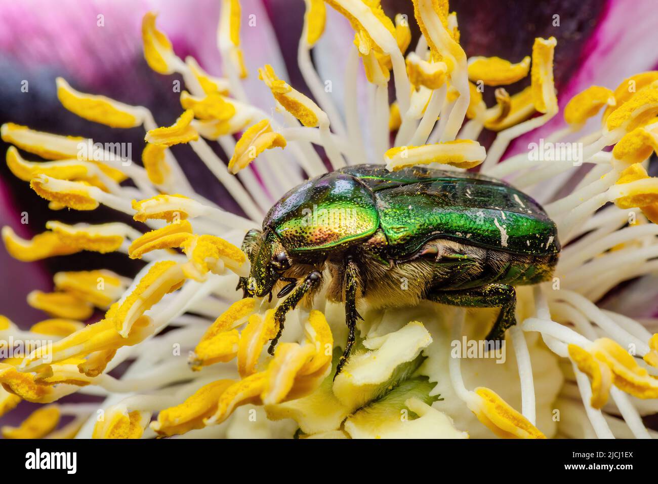 Cetonia aurata Flower Chafer Green June Beetle Bug Insect Makro auf Blume Stockfoto
