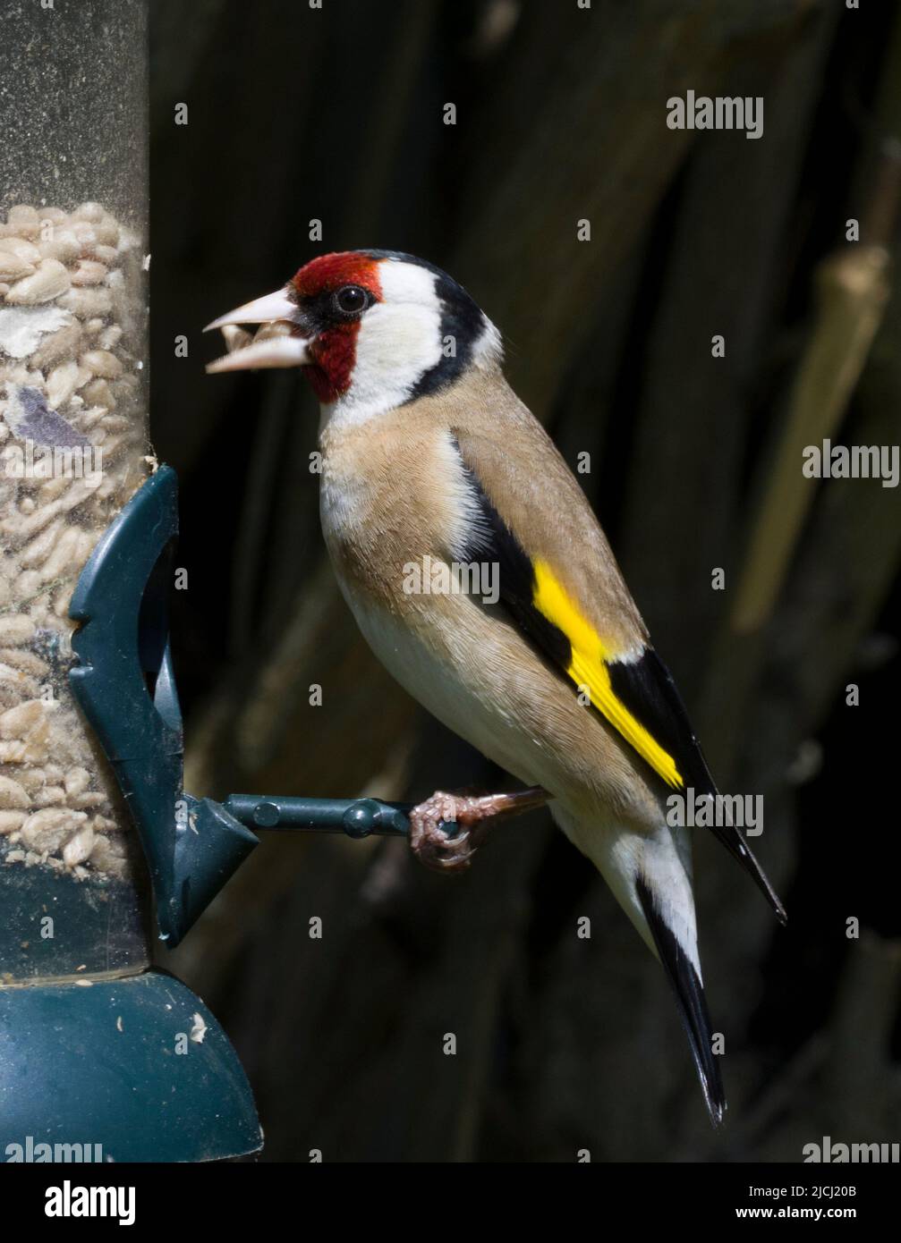 Eurasischer Goldfink Carduelis Carduelis Stockfoto