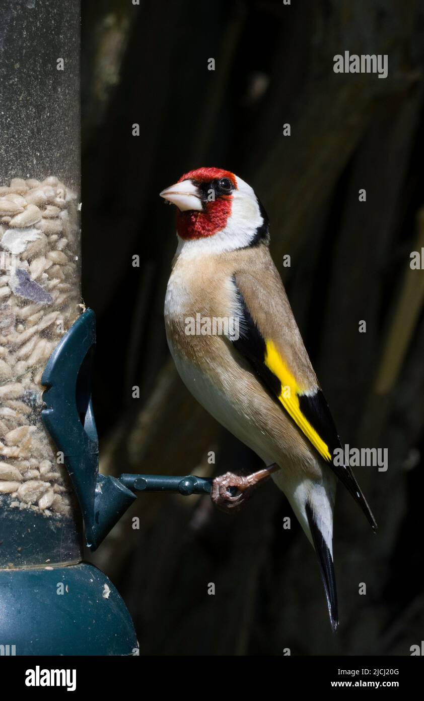 Eurasischer Goldfink Carduelis Carduelis Stockfoto