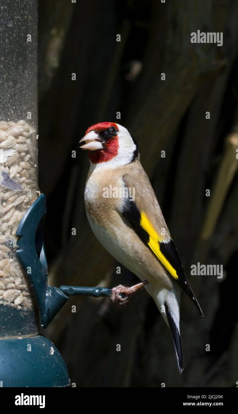 Eurasischer Goldfink Carduelis Carduelis Stockfoto