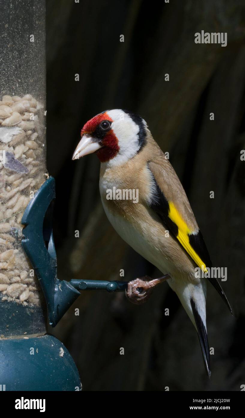 Eurasischer Goldfink Carduelis Carduelis Stockfoto