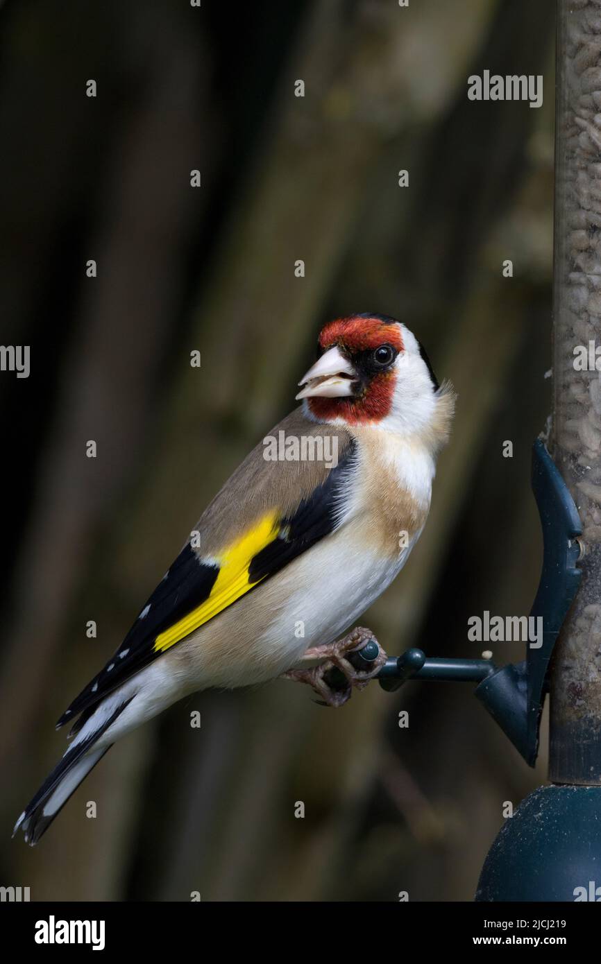 Eurasischer Goldfink Carduelis Carduelis Stockfoto