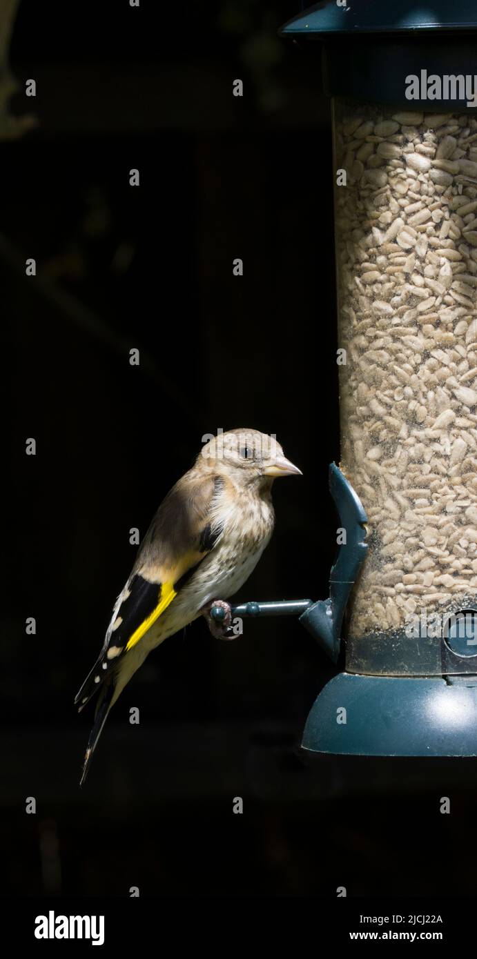 Juveniler, Unreifer Eurasischer Goldfink Carduelis Carduelis Stockfoto