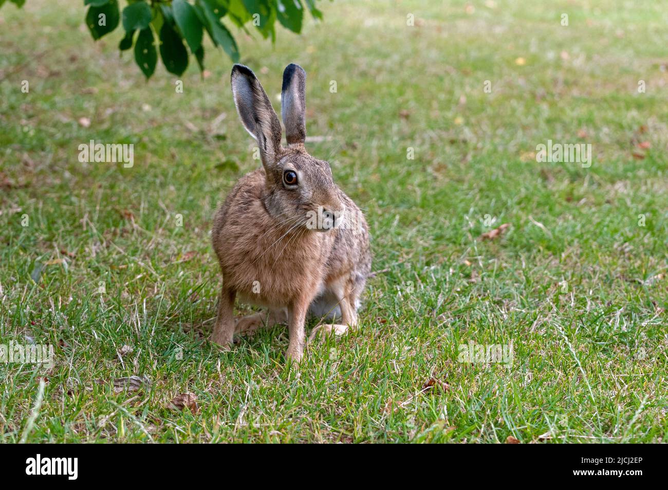 Wenig aufmerksamer Hase, der Bedrohungen beobachtet Stockfoto