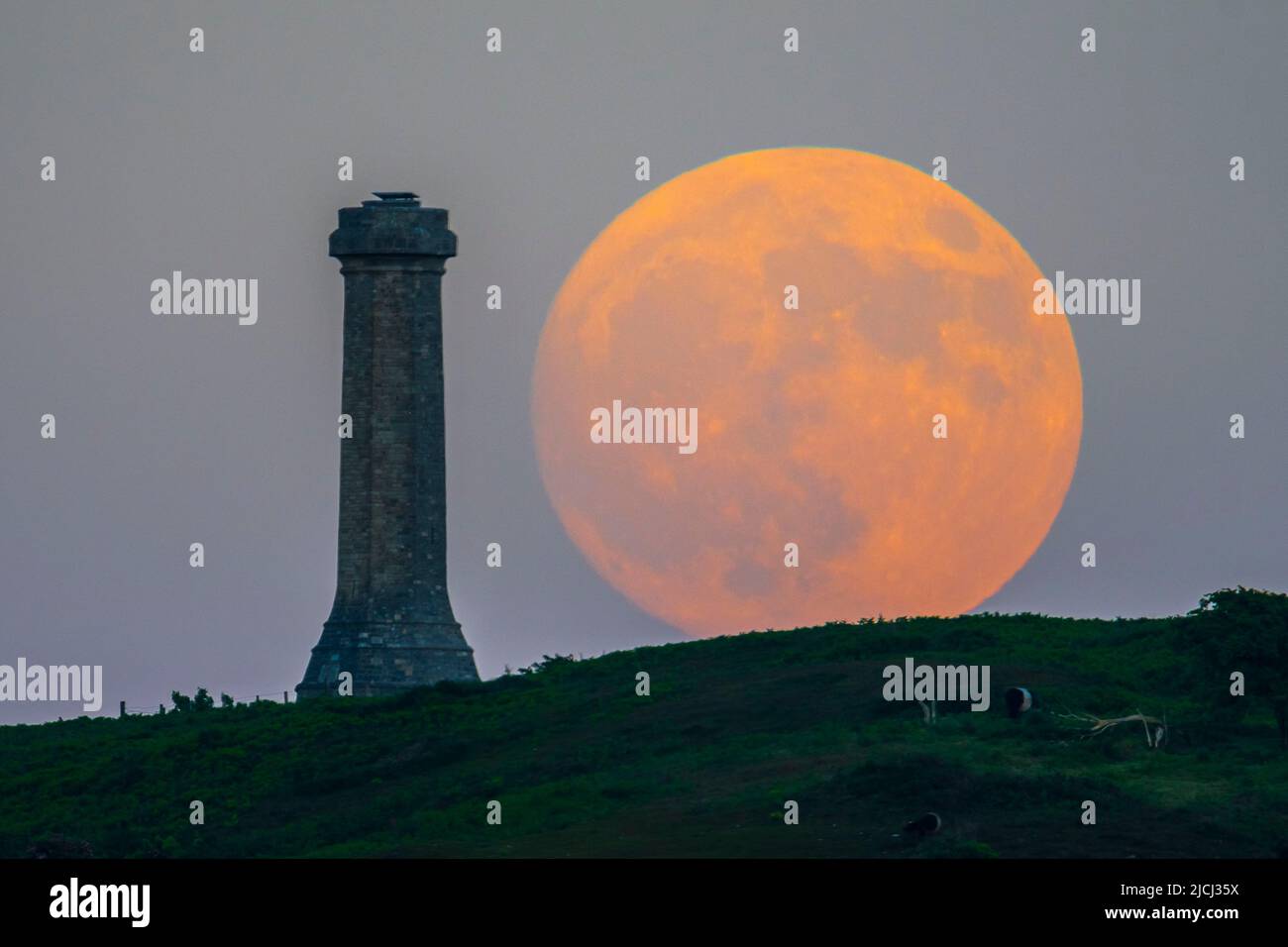 Portesham, Dorset, Großbritannien. 13.. Juni 2022. Wetter in Großbritannien. Der fast volle Strawberry Super Moon leuchtet orange, als er sich hinter dem Hardy Monument in Portesham in Dorset erhebt. Das Denkmal wurde 1844 in Erinnerung an den Vizeadmiral Sir Thomas Masterman Hardy errichtet, der Flaggenkapitän der HMS Victory bei der Schlacht von Trafalgar war. Bildnachweis: Graham Hunt/Alamy Live News Stockfoto