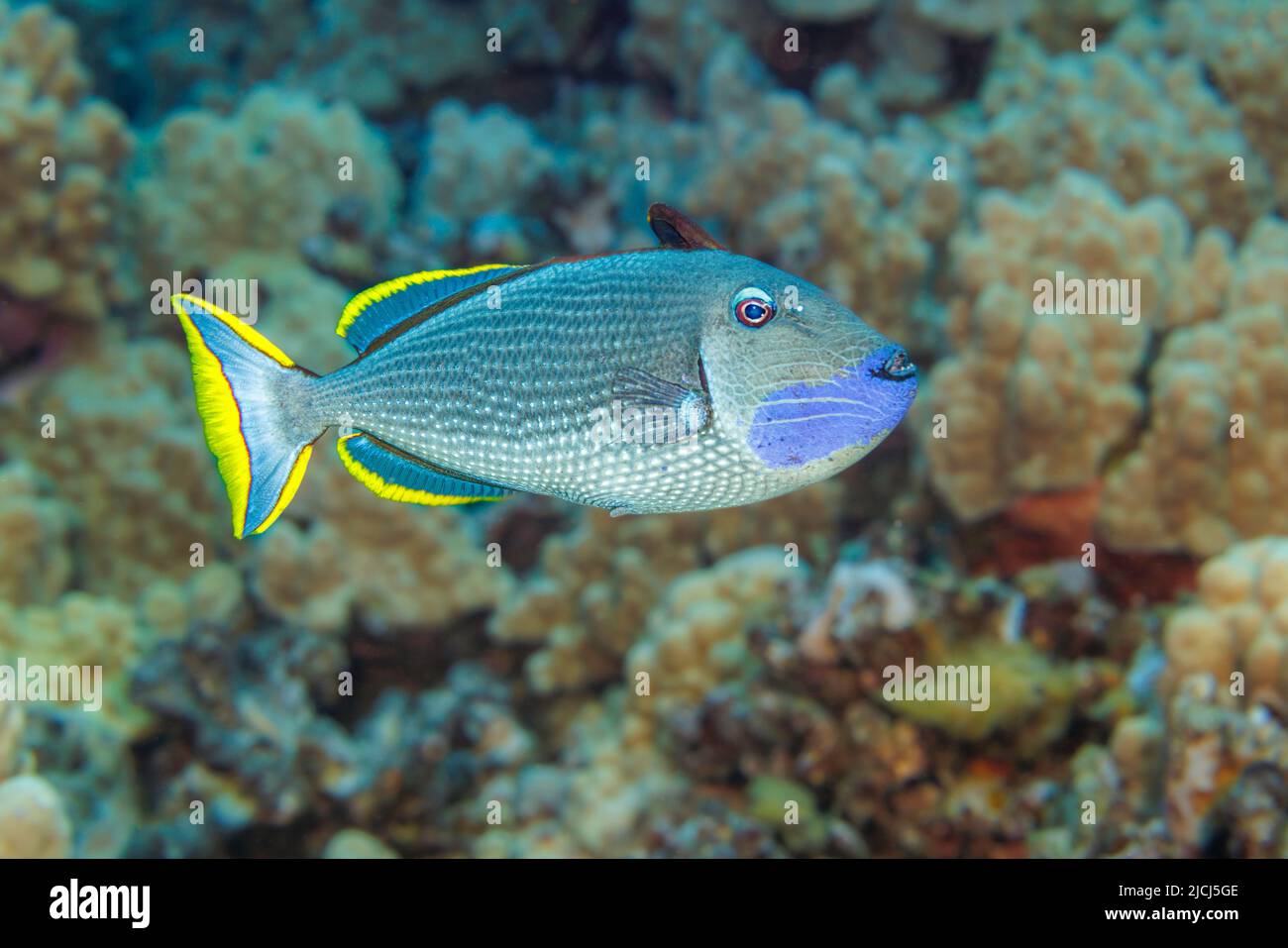 Der männliche, vergoldete Triggerfisch, Xanthichthys auromarginatus, ist bunter als das Weibchen. Beide verbringen viel Zeit über dem Riff, wo sie sind Stockfoto