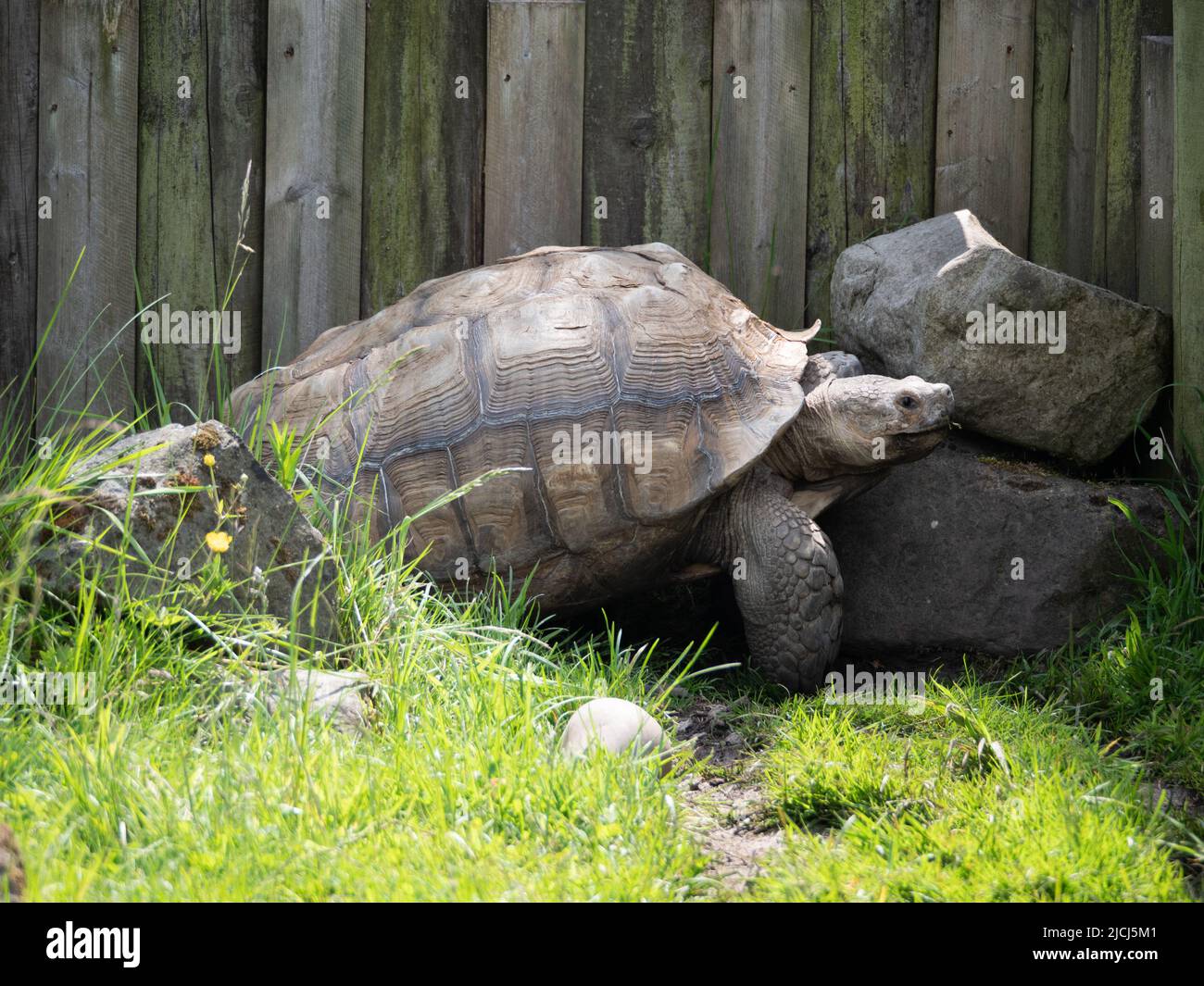 Riesenschildkröte Stockfoto