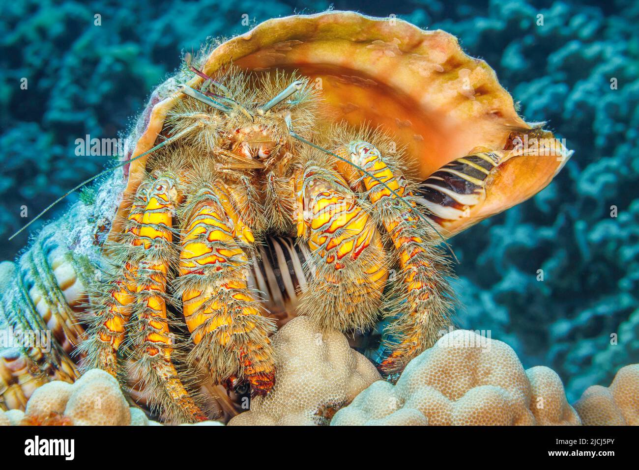 Diese haarige gelbe Einsiedlerkrebe oder große haarige Einsiedlerkrebe, Aniculus maximus, befindet sich in einer triton-Trompetenschale, Charonia Tritonis, Hawaii. Stockfoto