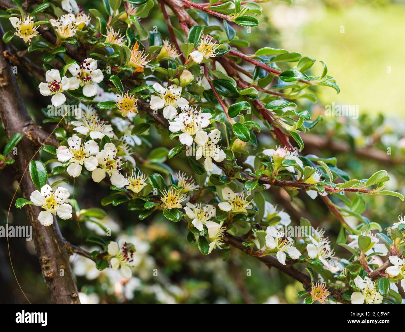 Kleiner blättriger Cotoneaster, Cotoneaster integrifolius, wahrscheinlich Vogel gesät, in Frühsommerblume auf dem Pfad über der Shipley Bridge, Dartmoor, UK, Stockfoto