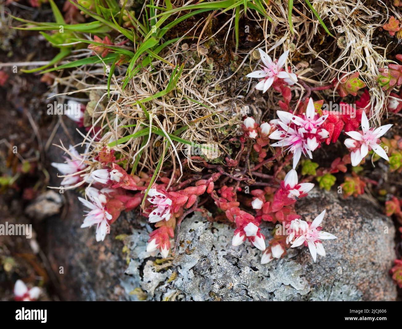 Englischer Steinschlag, Sedum anglicum, wächst auf felsigem Gelände auf dem Moorland oberhalb der Shipley Bridge, Dartmoor, UK Stockfoto