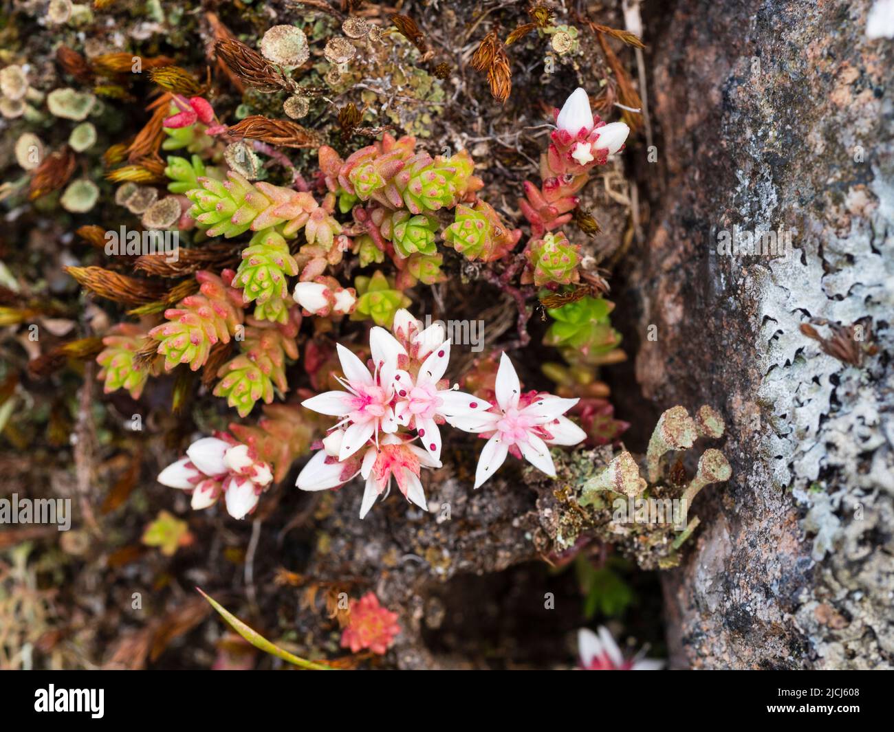 Englischer Steinschlag, Sedum anglicum, wächst auf felsigem Gelände auf dem Moorland oberhalb der Shipley Bridge, Dartmoor, UK Stockfoto