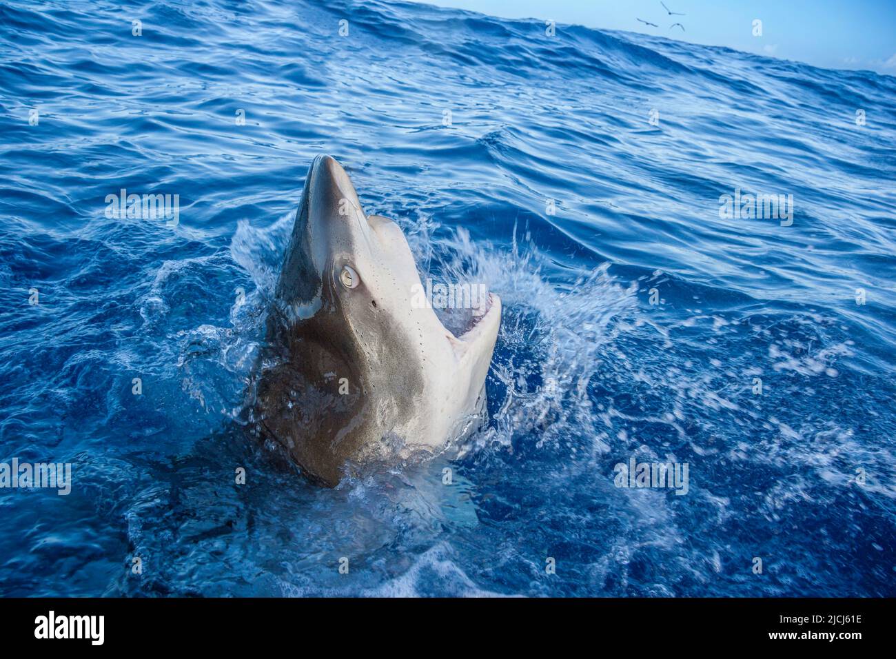 Dieser Galapagos-Hai, Carcharhinus galapagensis, lungt aus einem rauhen Pazifischen Ozean vor Hawaii. Die Haifischmembran ist teilweise coveri Stockfoto