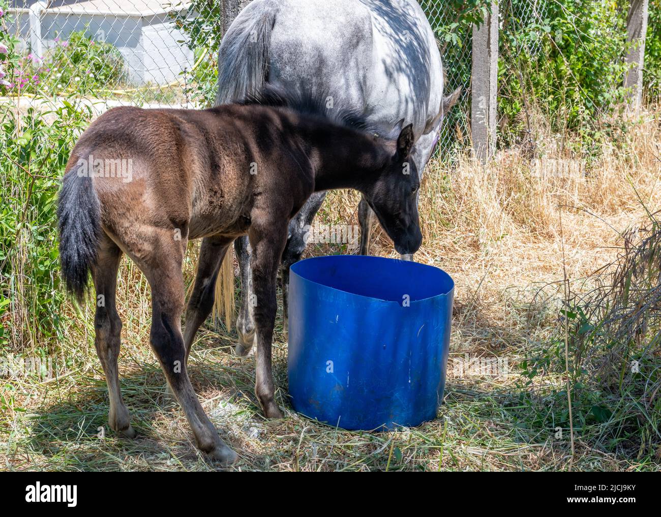 Eine Stute und ein Fohlen grasen auf einem Feld. Stockfoto