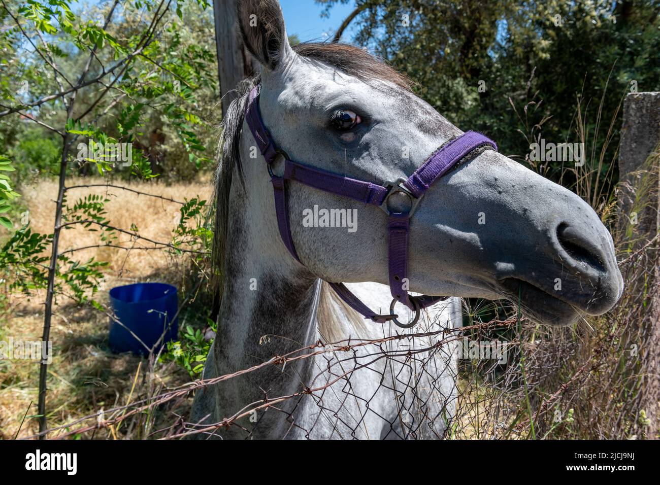 Eine Nahaufnahme des Kopfes eines Pferdes auf einem Feld. Stockfoto