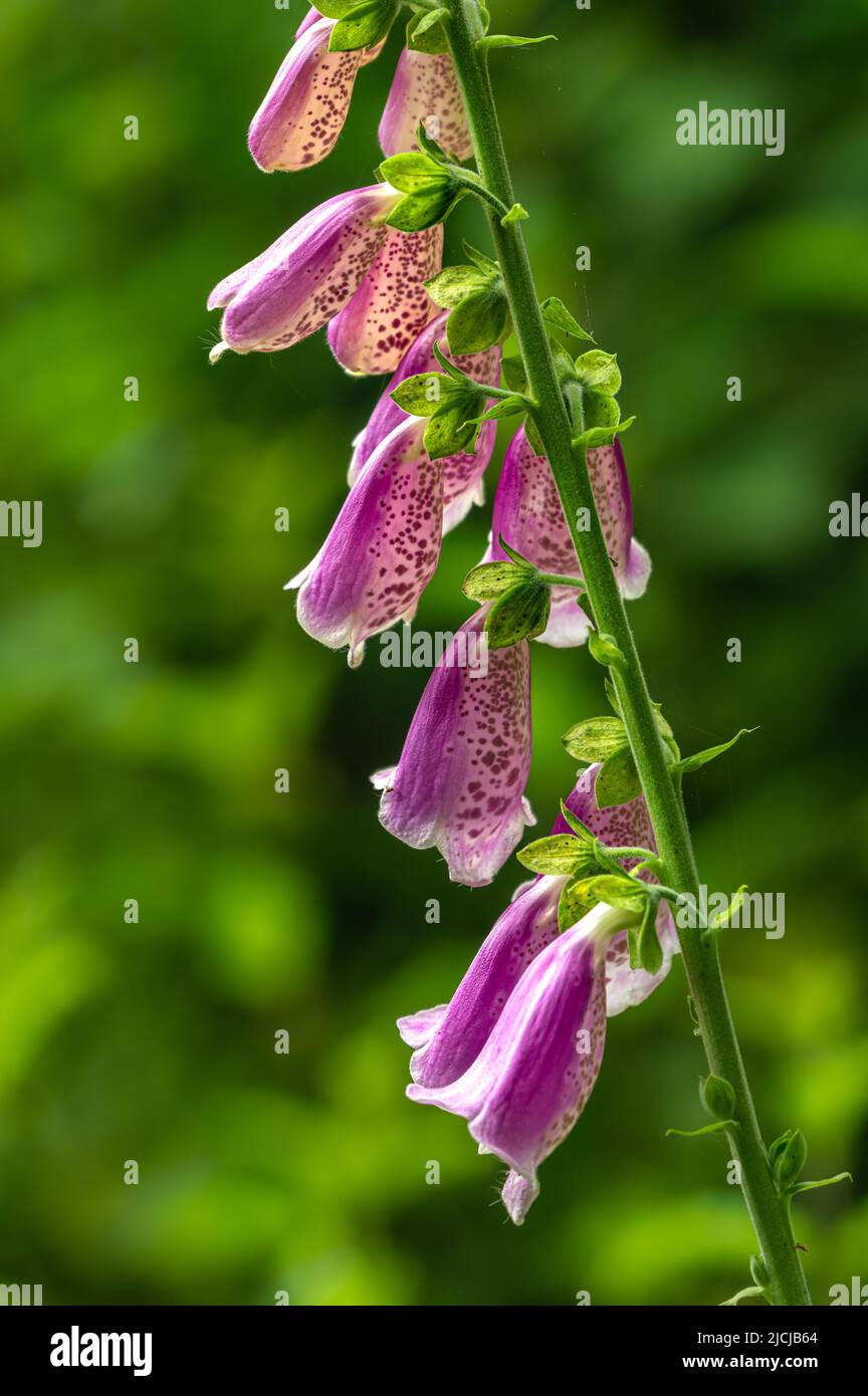 Gemeinsamen Fingerhut (Digitalis Purpurea) in ein Norfolk Garten wachsen. Stockfoto