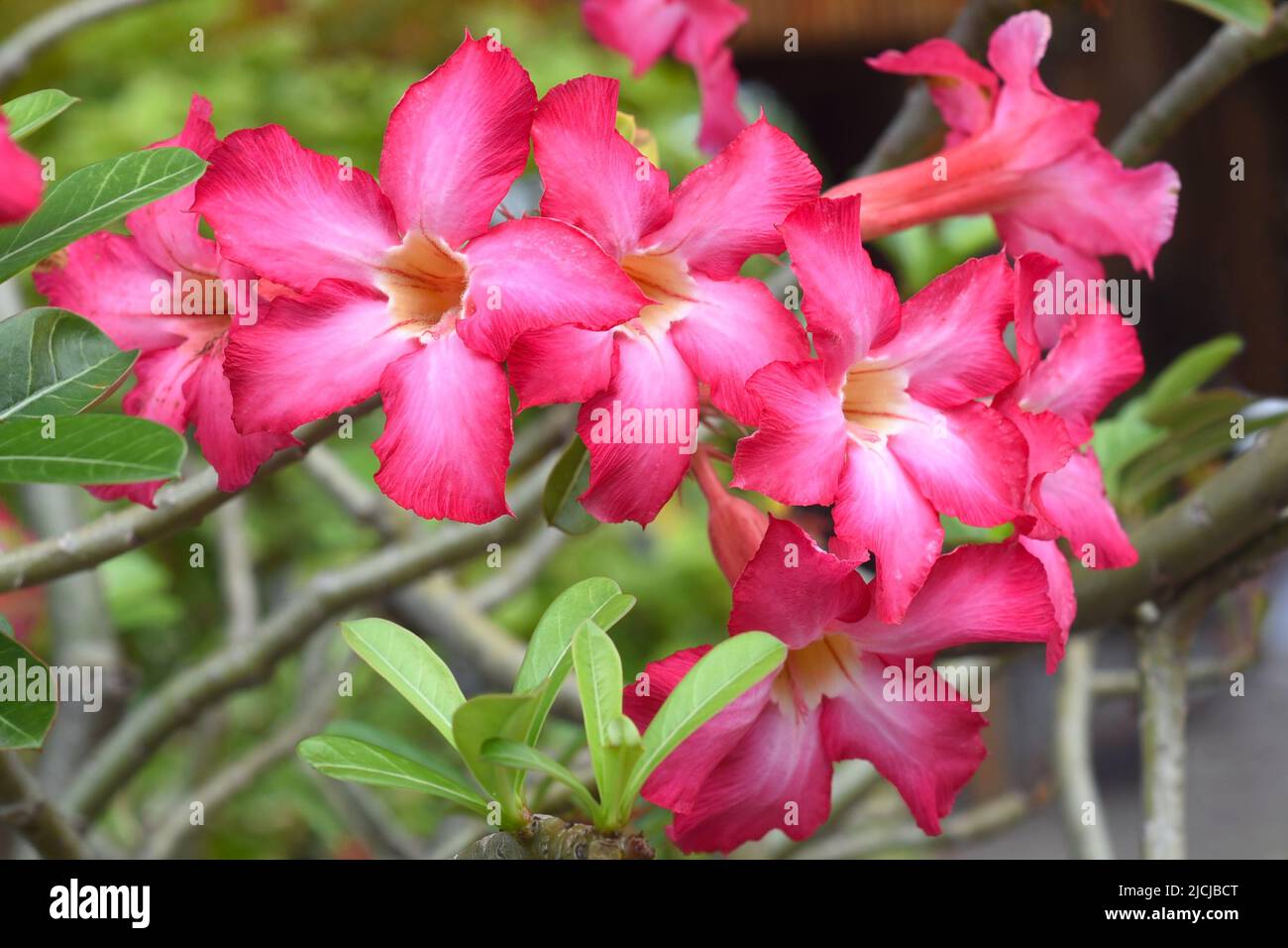 Viele Blüten von Adenium obesum aus der Nähe Stockfoto