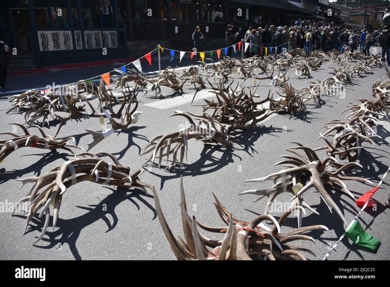 Jackson, WY. USA. 5/21/2022. Boy Scouts of America: Jährliche Auktion von Elch- und Elchgeweih plus Bisons-Schädel. Startpreis pro Pfund $18 Stockfoto