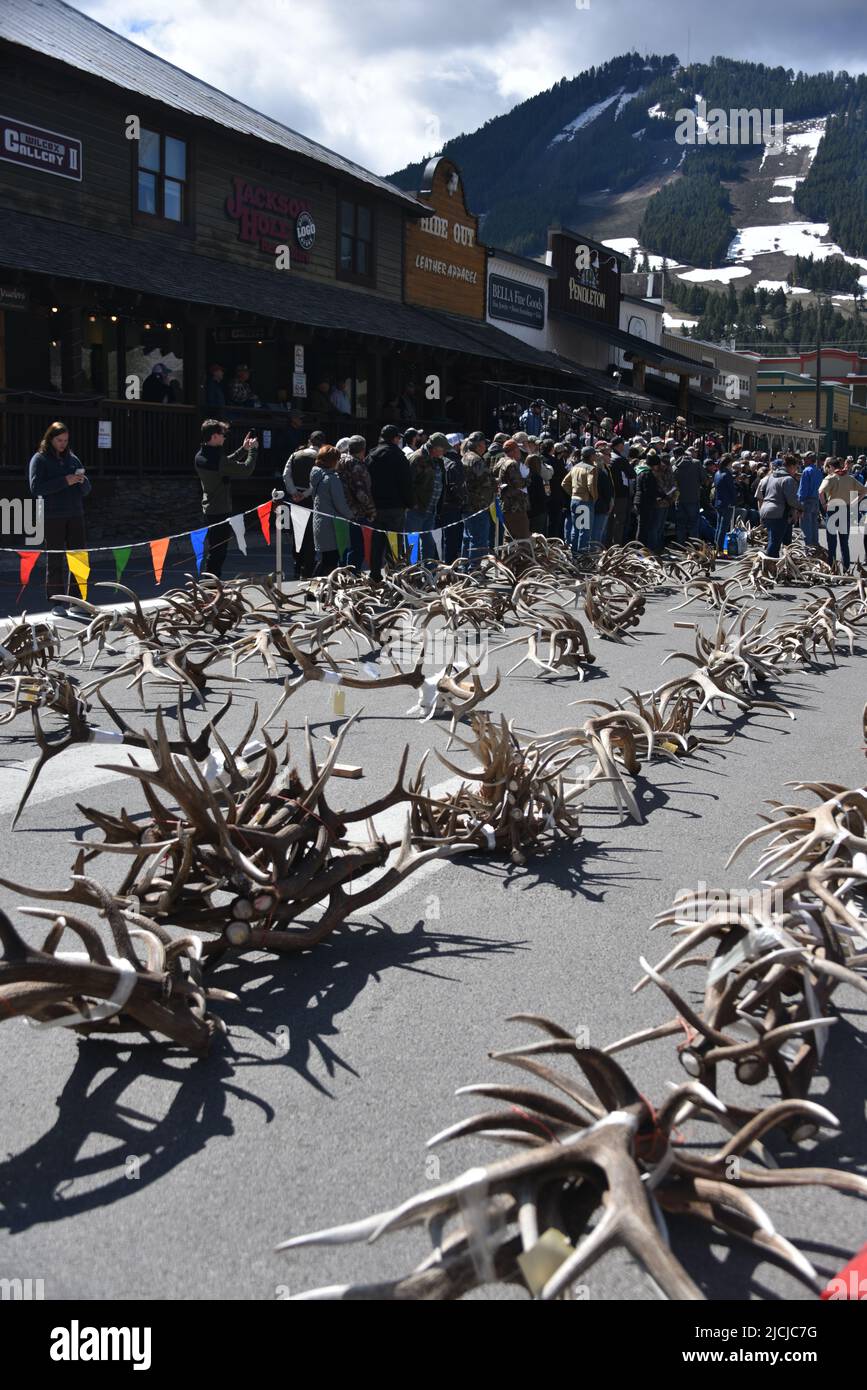 Jackson, WY. USA. 5/21/2022. Boy Scouts of America: Jährliche Auktion von Elch- und Elchgeweih plus Bisons-Schädel. Startpreis pro Pfund $18 Stockfoto