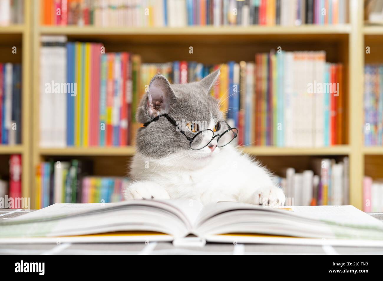 Eine niedliche britische Kurzhaarkatze trägt eine Brille und ein Buch unter den Beinen und sieht aus, als wäre sie in einem tiefen Denken Stockfoto