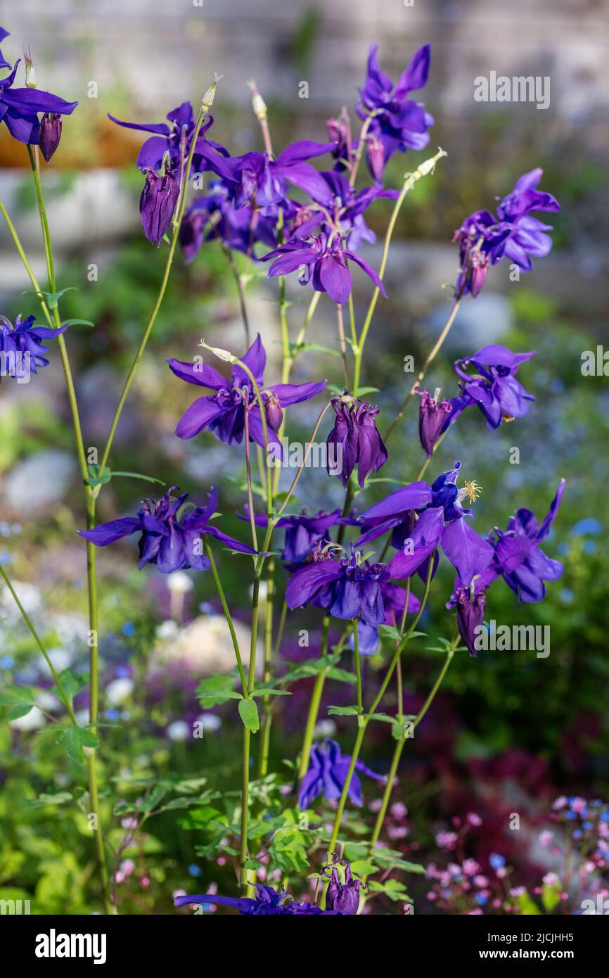 Alpine Columbine, Alpakleja (Aquilegia alpina) Stockfoto