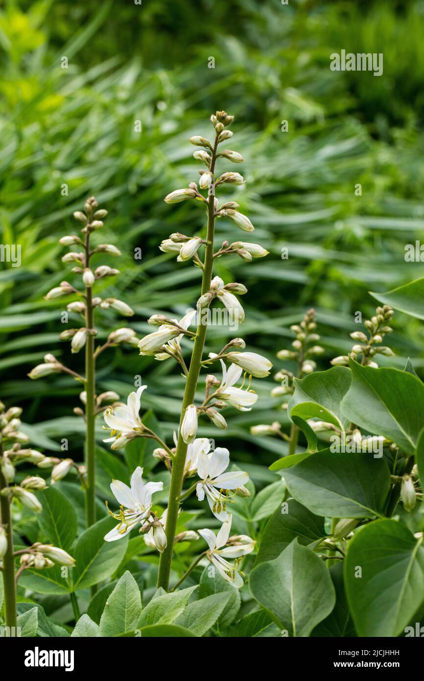 Brennenden Dornbusch Mose brinnande Buske (Dictamnus albus) Stockfoto