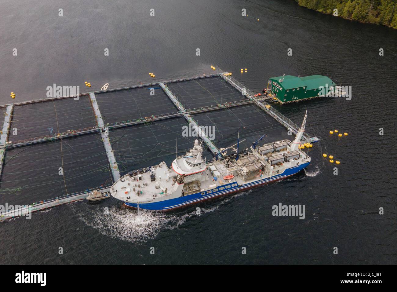 Delice-Schiff, das in einer Lachsfarm in der Nähe der Stadt Tofino auf Vancouver Island, British Columbia, Kanada, Laus-Behandlungen macht. Stockfoto