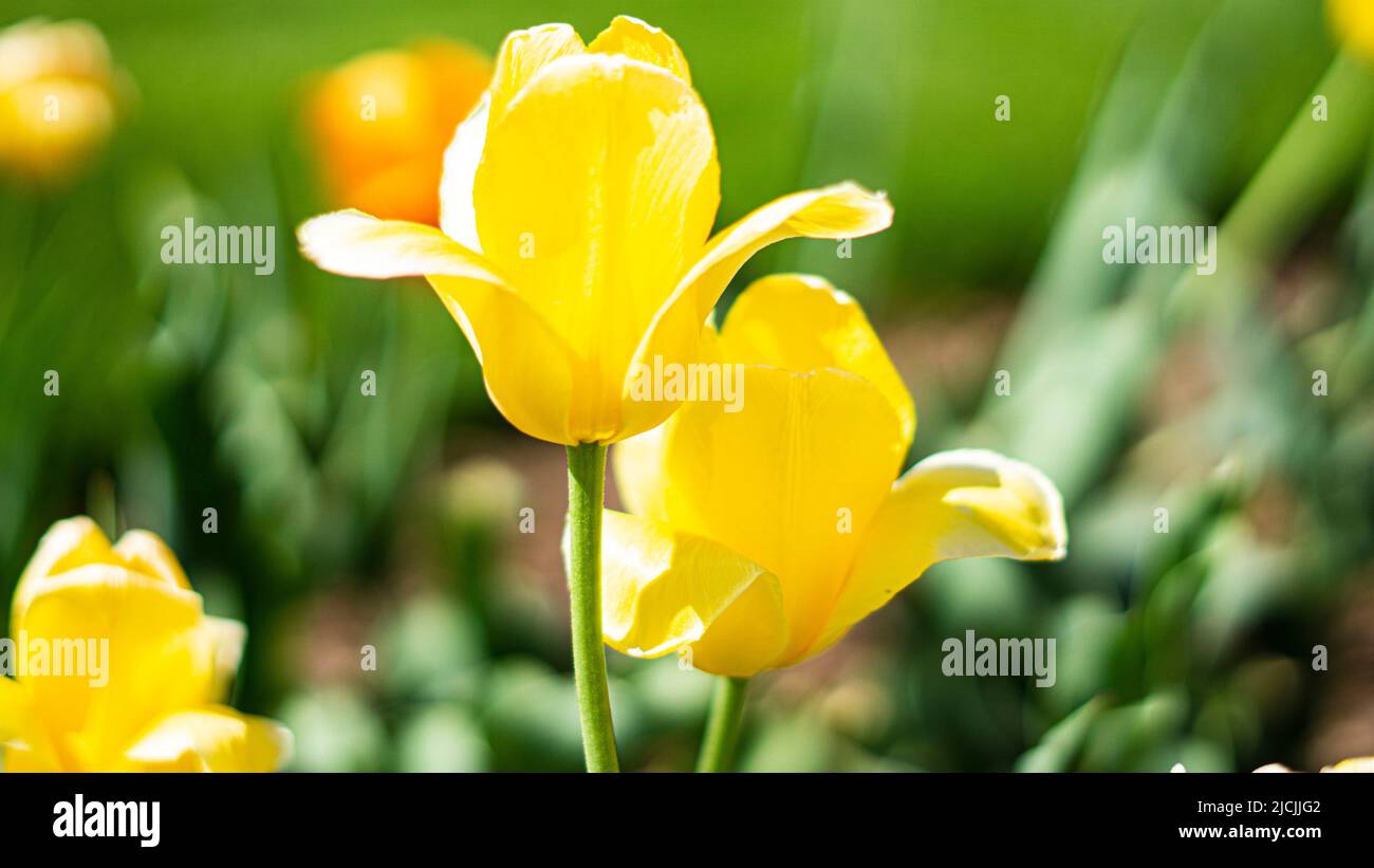 Eine Nahaufnahme der gelben Tulpen in Dow's Garden, Midland, MI Stockfoto