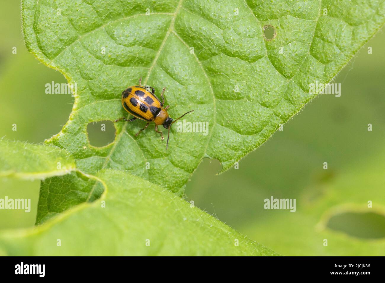 Cerotoma trifurcata (auch als Bohnenkäfer bekannt) Stockfoto