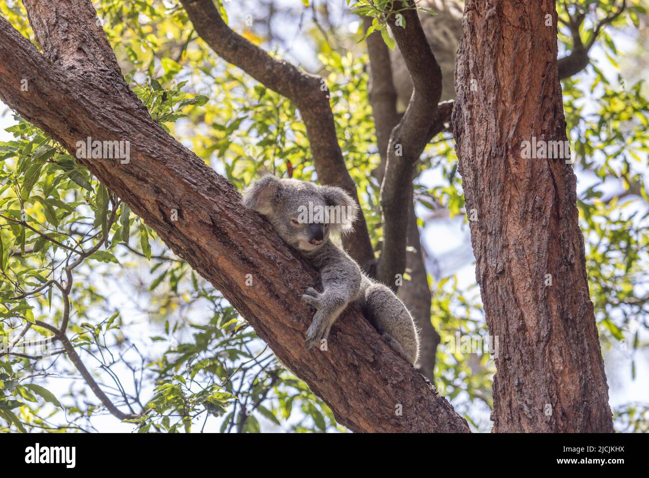 Der verschlafen Koala (Phascolarctos cinereus), eine australische Ikone, hält sich an einem schrägen Ast fest und ein anderer, der im Hintergrund verschwommen zu sehen ist. Stockfoto