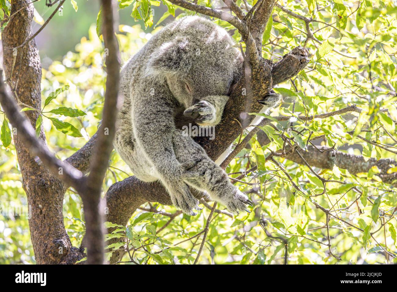 Nahaufnahme eines Koala (Phascolarctos cinereus), der während des Schlafens an einem Ast festhält. Koalas sind einheimische australische Beuteltiere. Stockfoto