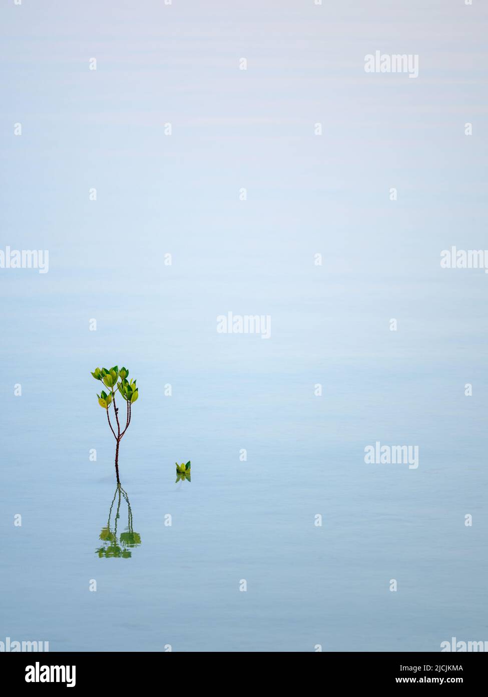 Mangrove auf der Wasseroberfläche Stockfoto