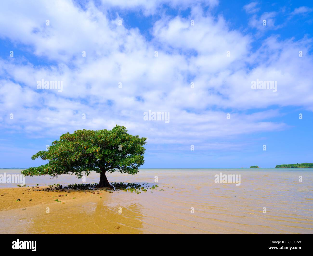 Mangrovenbäume bei Low Tide Stockfoto