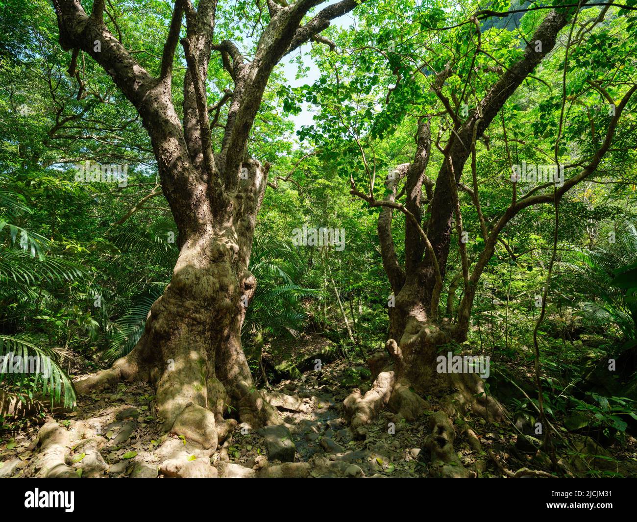 Pinaisara Fotos und Bildmaterial in hoher Auflösung Alamy