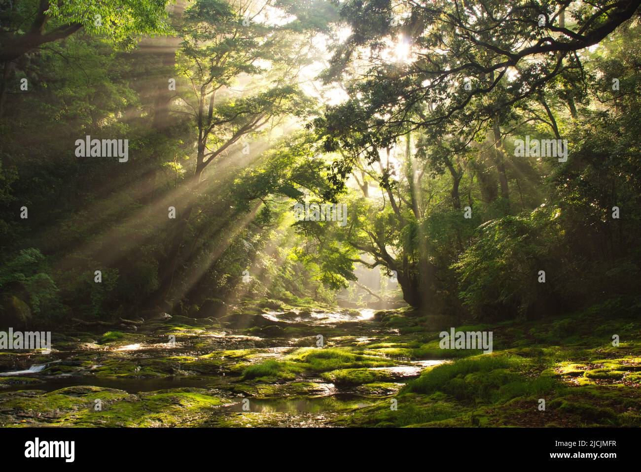 Frisches Grün Kikuchi Schlucht, Präfektur Kumamoto, Japan Stockfoto
