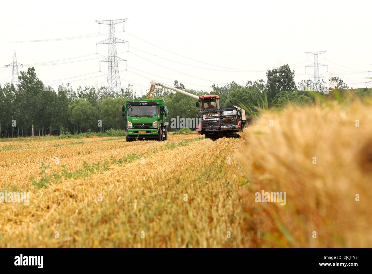 BINZHOU, CHINA - 13. JUNI 2022 - Mitglieder einer professionellen Bauerngenossenschaft ernten Weizen im Dorf Gaomiaoli, Stadt Pangjia, Bezirk Boxing, Binzh Stockfoto