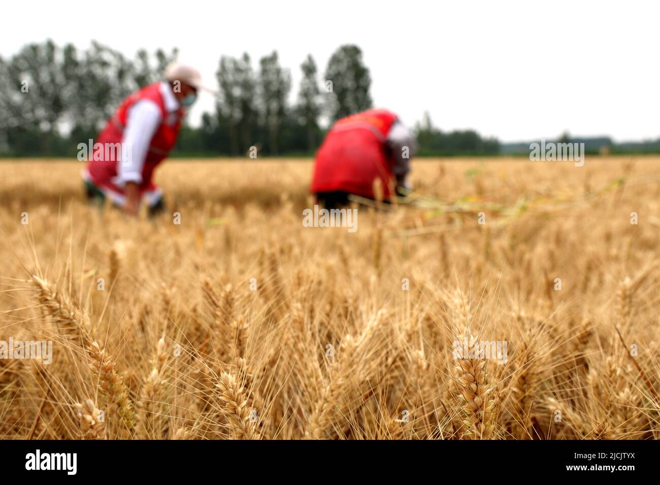 BINZHOU, CHINA - 13. JUNI 2022 - Mitglieder einer professionellen Bauerngenossenschaft ernten Weizen im Dorf Gaomiaoli, Stadt Pangjia, Bezirk Boxing, Binzh Stockfoto