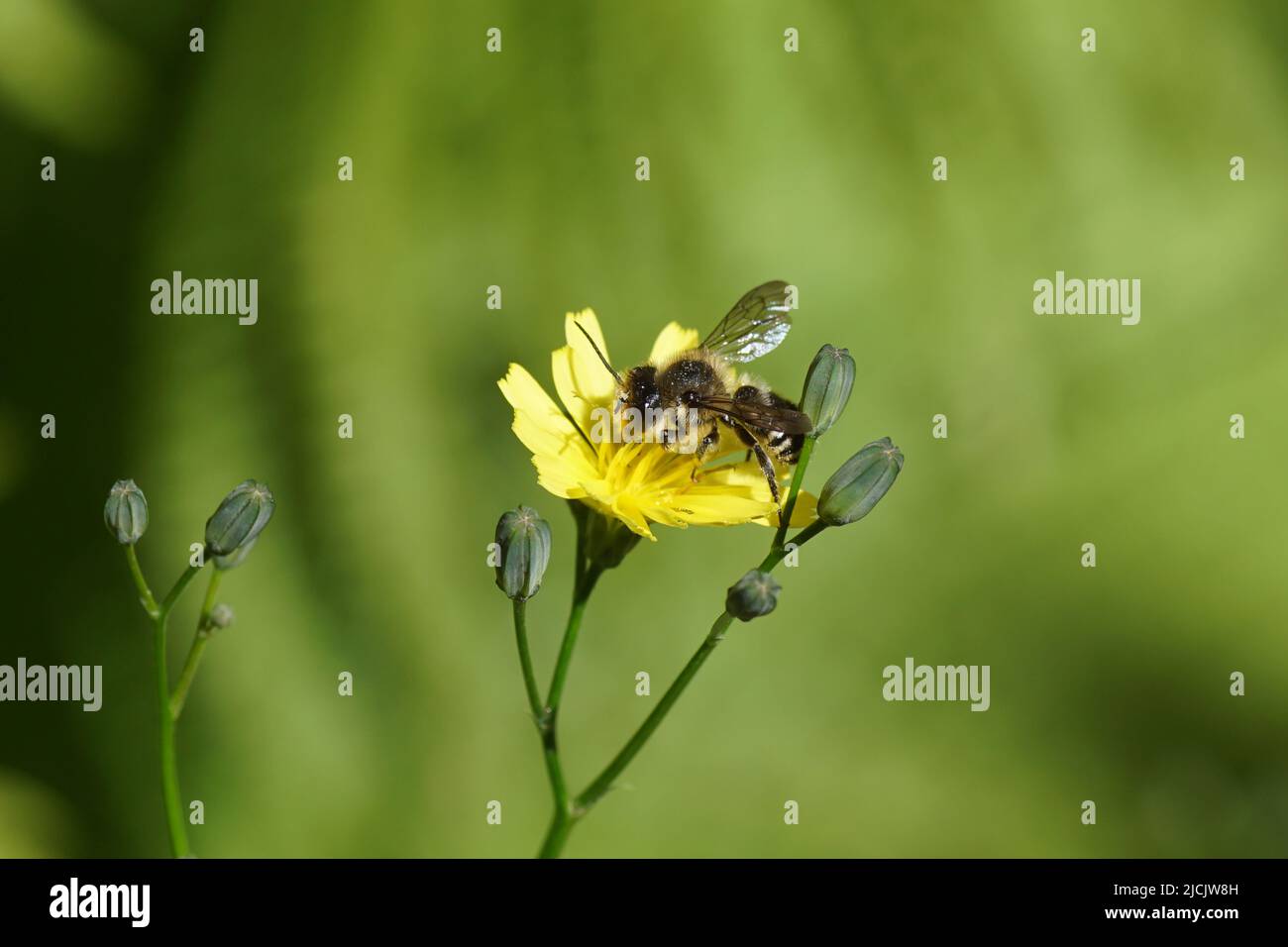 Blattbiene (Megachile), Maurerbienen der Familie (Megachilidae) auf der gelben Blüte des Zwergschnepfens (Lapsan communis). Holländischer Garten. Juni Stockfoto