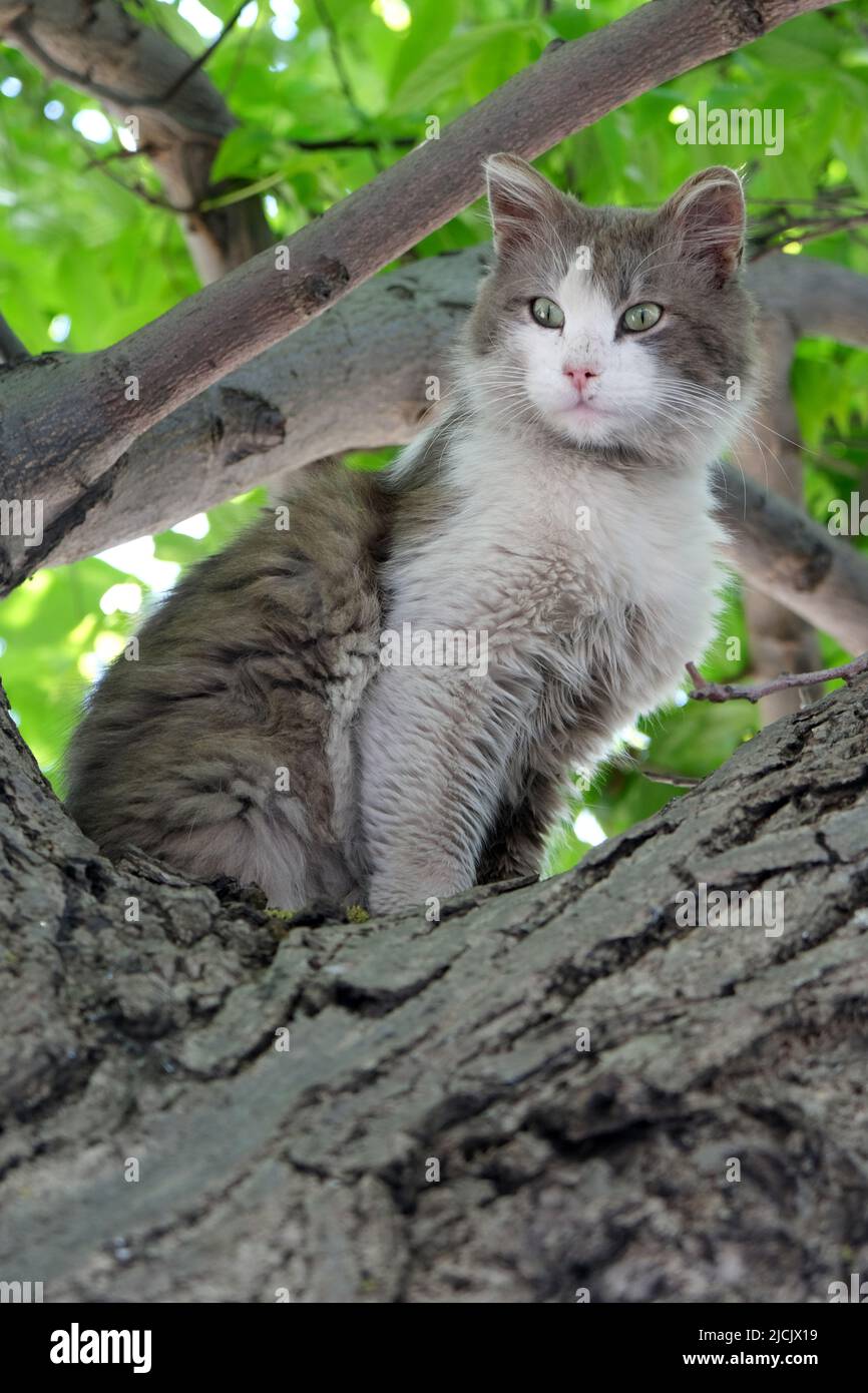 Grau-weiße Katze in einem Baum Stockfoto