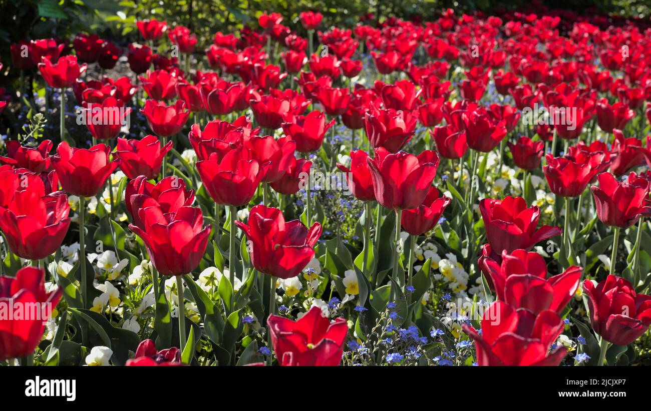 Ein Feld von roten Tulpen im Sonnenlicht Stockfoto