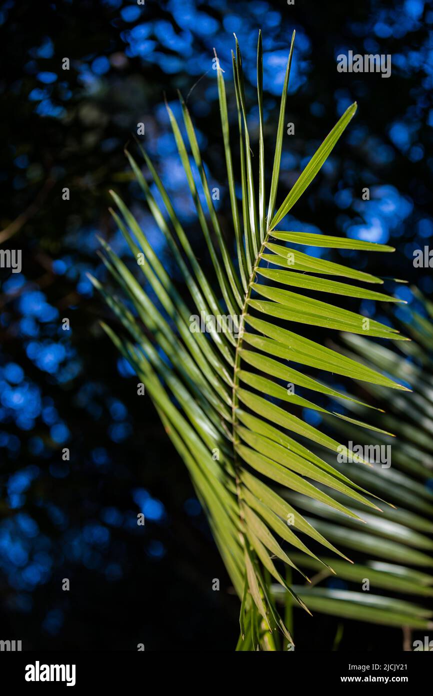 Baumstamm detaillierte Texturen der grünen Pflanzen im Wald Kenia Ostafrika, Sigiria Gate Karura Forest in Nairobi City County kenianische Landschaften Stockfoto