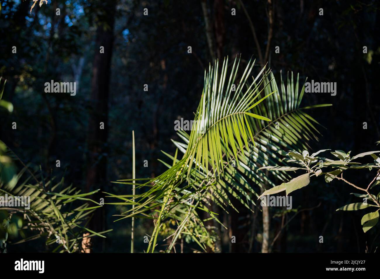 Baumstamm detaillierte Texturen der grünen Pflanzen im Wald Kenia Ostafrika, Sigiria Gate Karura Forest in Nairobi City County kenianische Landschaften Stockfoto