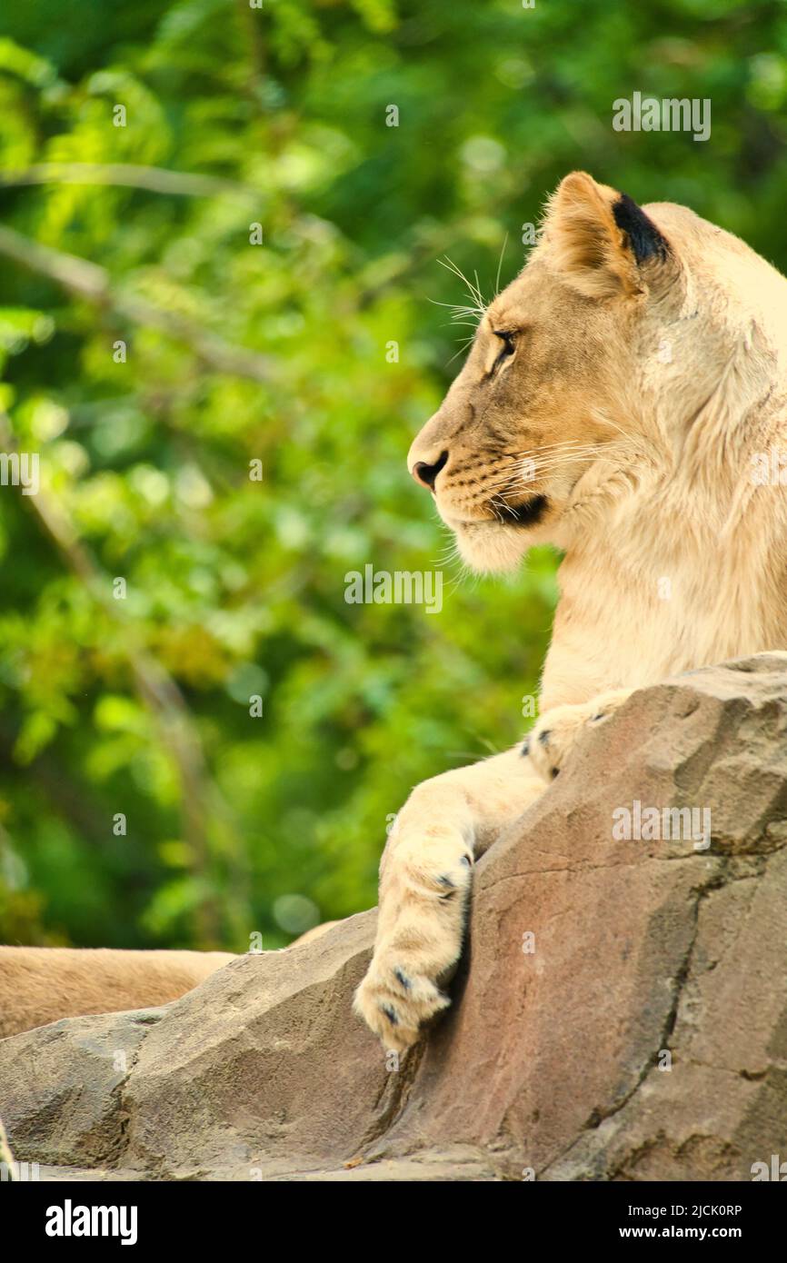 Löwin liegt auf einem Felsen. Entspanntes Raubtier, das in die Ferne blickt. Tierfoto der großen Katze. Stockfoto