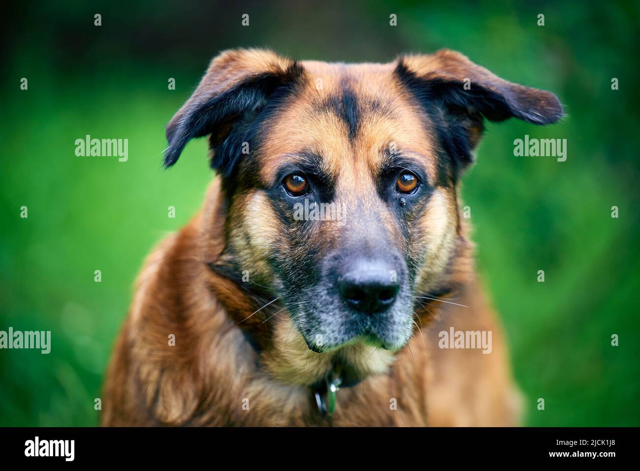 Nahaufnahme eines älteren Hundes mit großen traurigen Augen, die auf die Kamera schauen Stockfoto