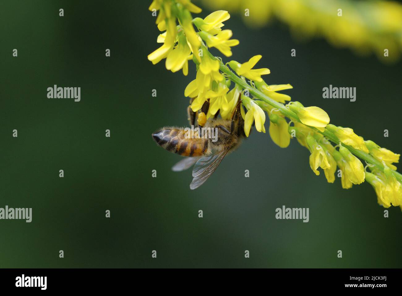 Makrofotografie einer Honigbiene bei der Arbeit Stockfoto