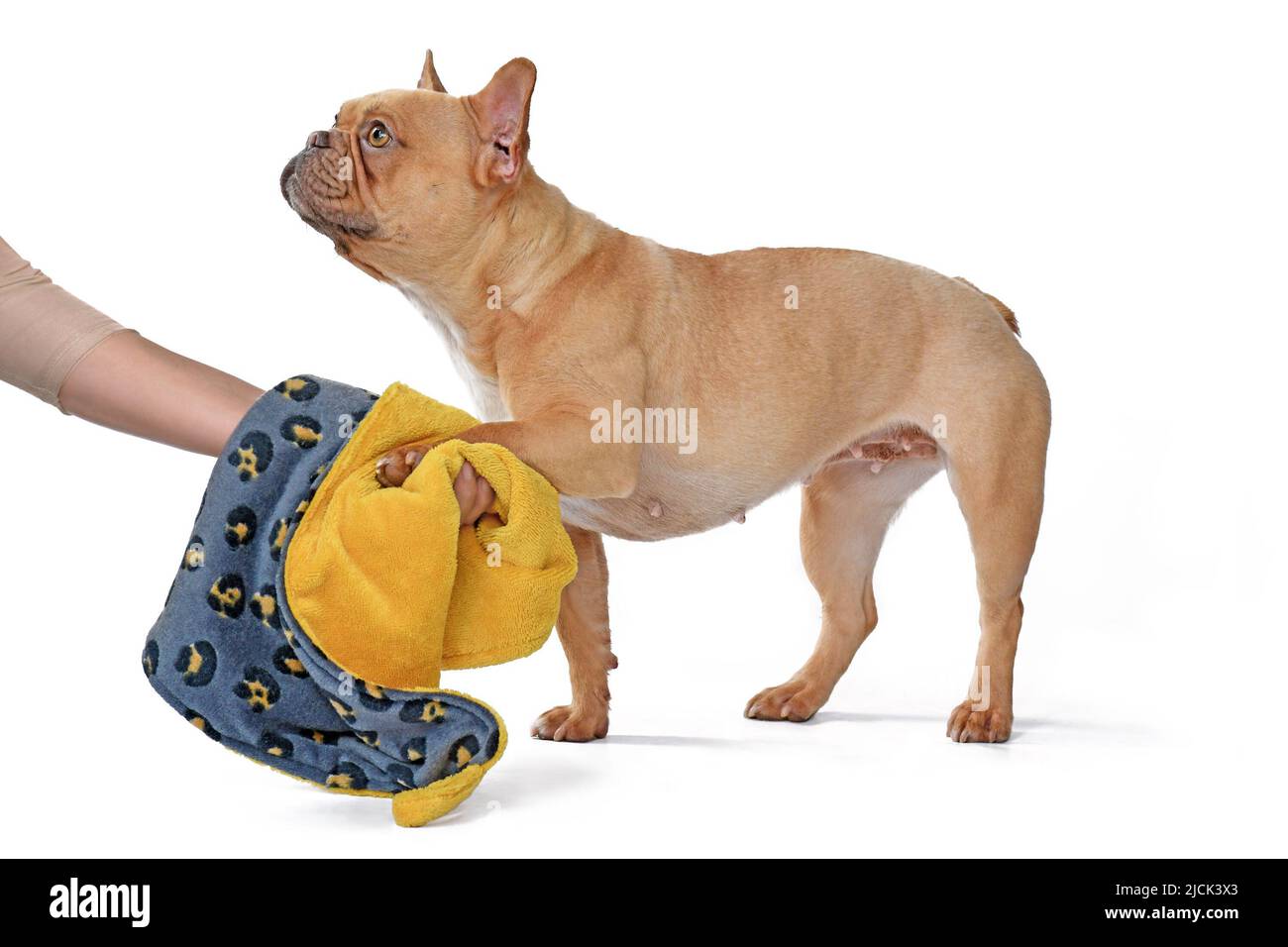 Reinigung der Pfoten des französischen Bulldog-Hundes mit einem Handtuch auf weißem Hintergrund Stockfoto