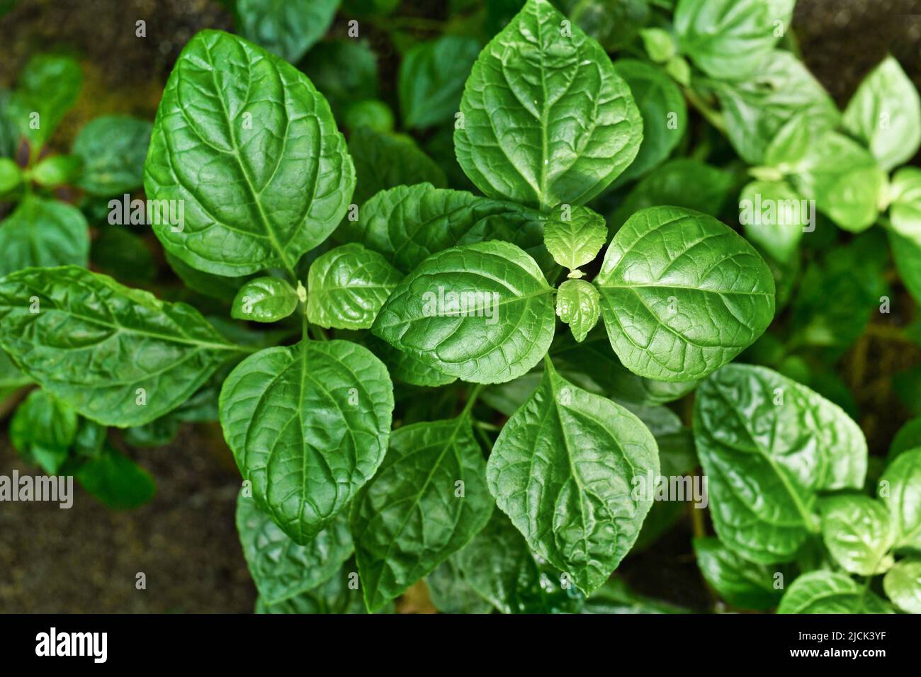 Tropische Patchouli-Pflanze „Pogostemon Cablin“, die häufig in Parfüms verwendet wird Stockfoto