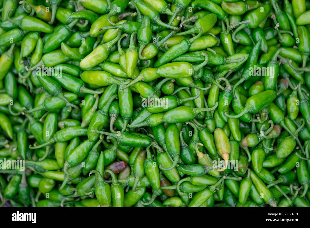 Gewürze : Ein paar würzige grüne Chili-Paprika isoliert auf weißem Hintergrund Stockfoto